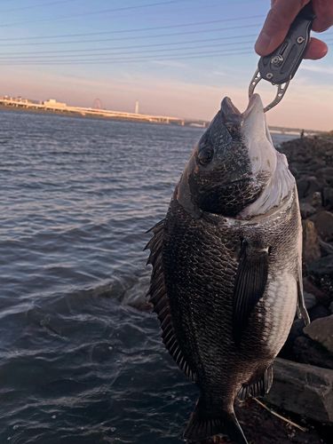 クロダイの釣果