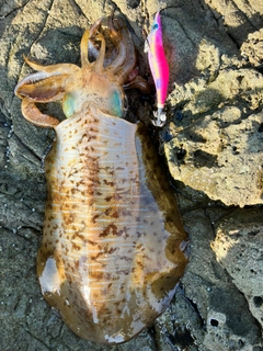 アオリイカの釣果