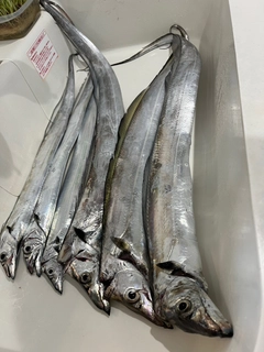 タチウオの釣果