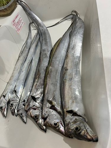 タチウオの釣果