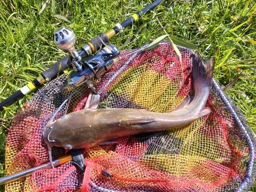 アメリカナマズの釣果