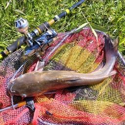 アメリカナマズ