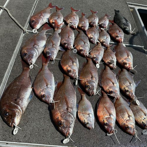タイの釣果