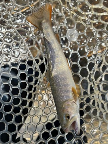 イワナの釣果