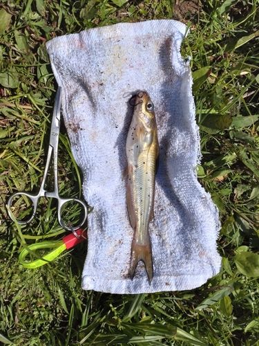 アメリカナマズの釣果