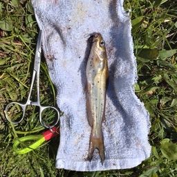 アメリカナマズ