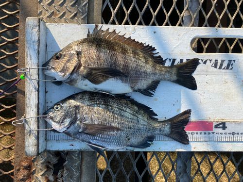 クロダイの釣果