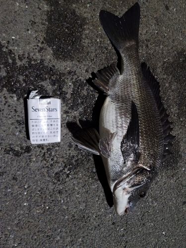 クロダイの釣果