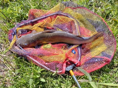 アメリカナマズの釣果