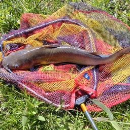 アメリカナマズ