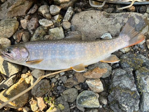 イワナの釣果