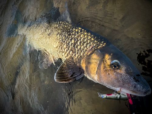 コウライニゴイの釣果