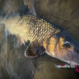 コウライニゴイ