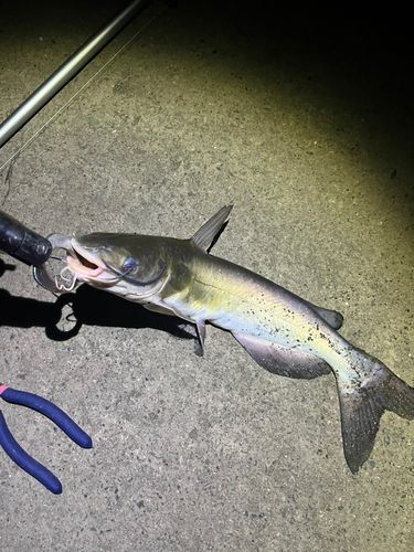 アメリカナマズの釣果