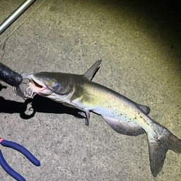 アメリカナマズ