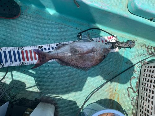 タイの釣果