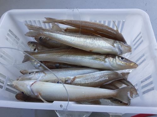 シロギスの釣果