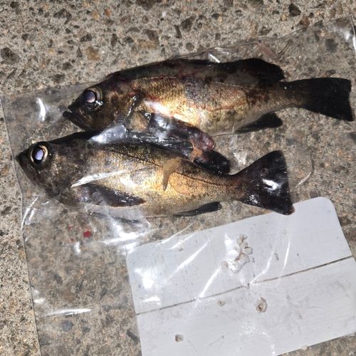 クロメバルの釣果