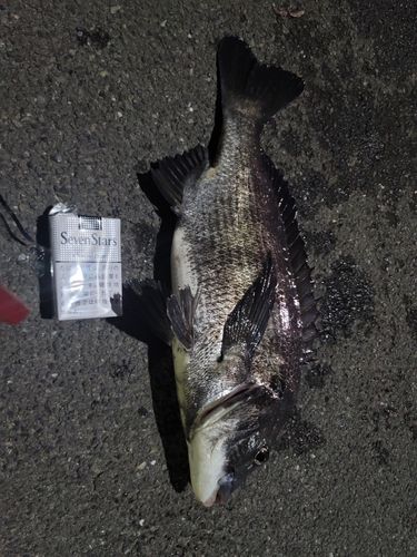 クロダイの釣果