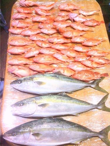 メジロの釣果