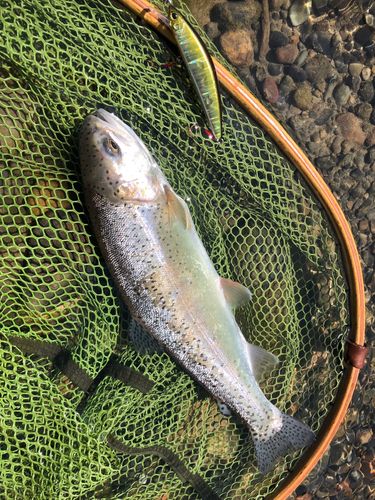ニジマスの釣果