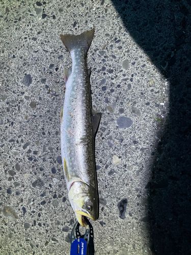 アメマスの釣果