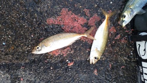 マアジの釣果