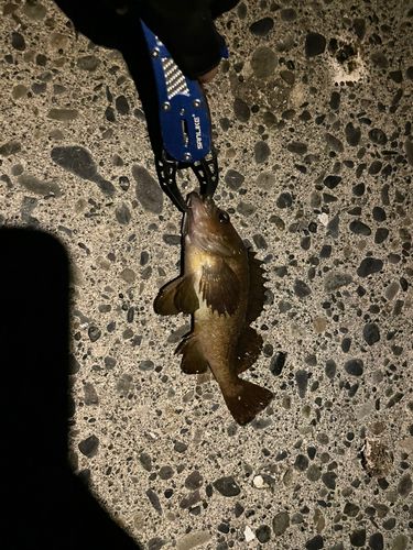 エゾメバルの釣果