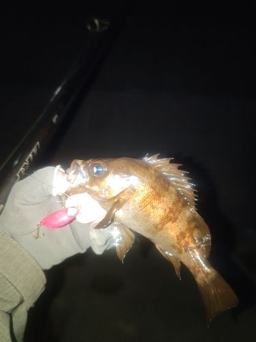 メバルの釣果