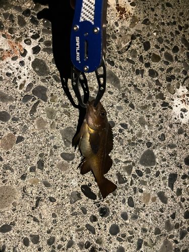 エゾメバルの釣果