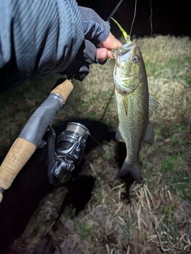 ラージマウスバスの釣果