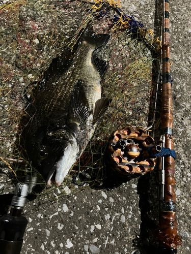 クロダイの釣果