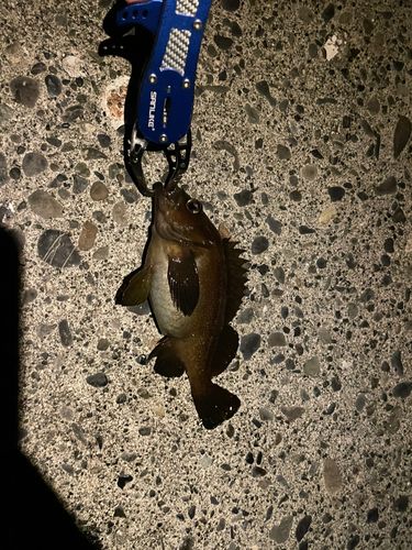 エゾメバルの釣果