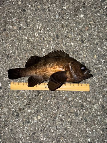 メバルの釣果