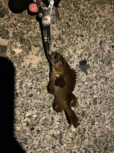 エゾメバルの釣果