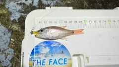 ネンブツダイの釣果