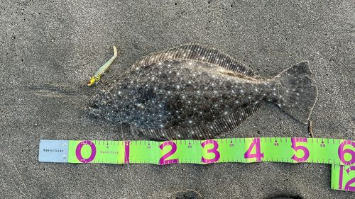 ヒラメの釣果