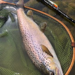 ブラウントラウト