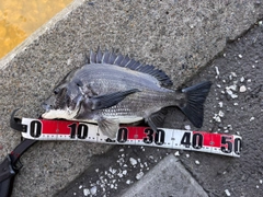 クロダイの釣果