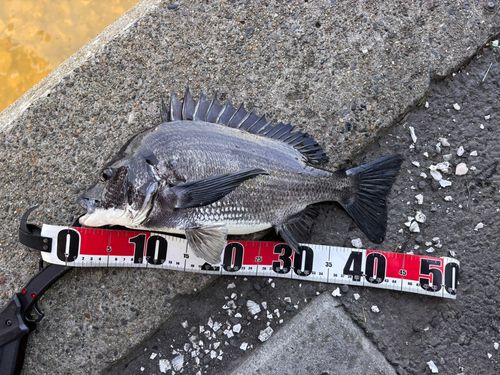 クロダイの釣果
