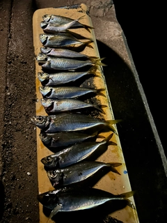 マアジの釣果