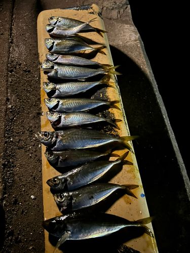 マアジの釣果