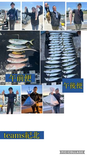 ハマチの釣果