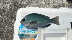 メジナの釣果