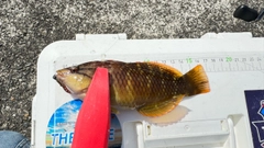 ベラの釣果