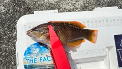 ベラの釣果