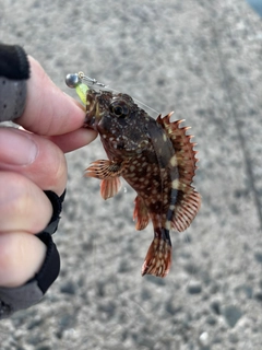 アラカブの釣果