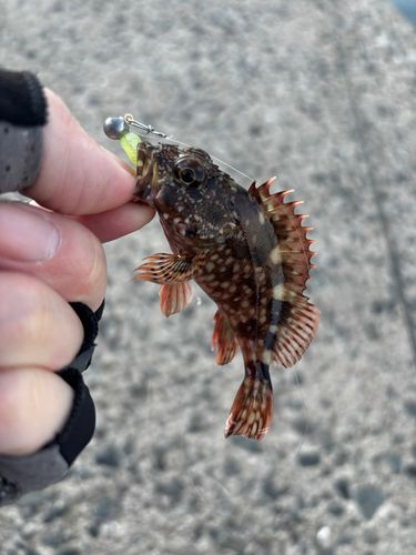 アラカブの釣果