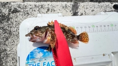 カサゴの釣果