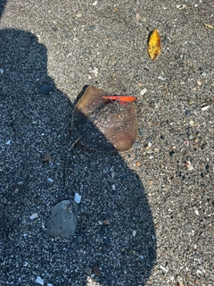 アカエイの釣果